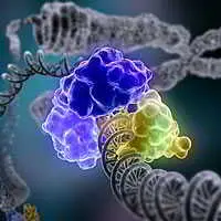 La DNA ligasi al lavoro sul doppio filamento di DNA