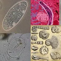 Alcuniesempi del regno dei Protisti