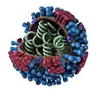 Ricostruzione e foto al microscopio elettronico del virus dell'influenza