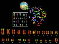 Combinazion di due immagini di cariotipi umani ottenuti con tecniche innovative