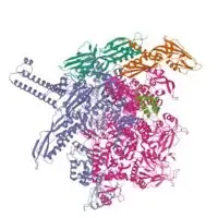 RNA polimerasi batterica di Escherichia coli K-12