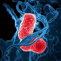 K.pneumoniae fotografata almicroscopio elettronico e circondata da un globulo bianco