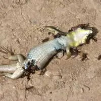 L'immagine evidenzia un geco morto attaccato da formiche