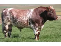 Esempio di codominanza sui bovini Short Horn