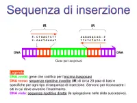 sequenza di inserzione IS50