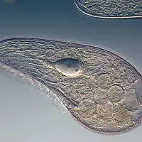 Blepharisma japonicum, esempio di ciliato