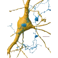 Immagine rappresentante un neurone circondato da migliaia di assoni (blu) e sinapsi (verdi), evidenziando la complessa rete di comunicazione nel cervello.