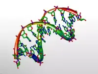 modello 3D del DNA