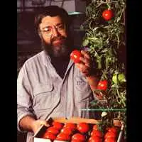 Un fisiologo vegetale paragona i suoi pomodori OGM con la varietà Endless Summer coltivata in Florida; entrambi contengono il gene bioingegnerizzato ACC sintasi