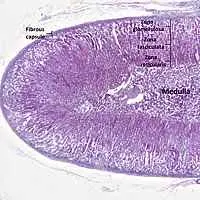 Ghiandola surrenale al microscopio che evidenzia tutti gli strati dal corticale al midollare