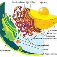 Nel disegno la membrana nucleare, il reticolo endoplasmatico collegato alla membrana nucleare, l'apparato del Golgi e varie vescicole