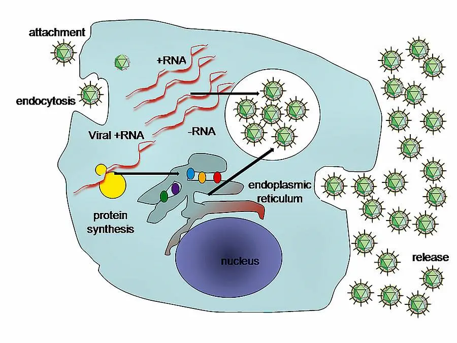 Replicazione di un virus animale: disegno