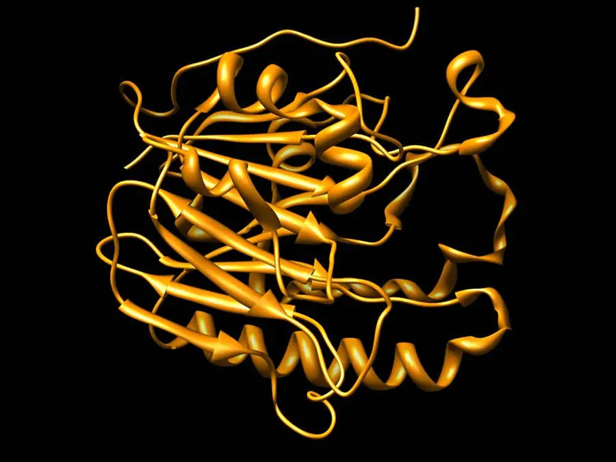 APendonucleasi1, uno degli enzimi coinvolti nelmeccanismo di escissione delle basi