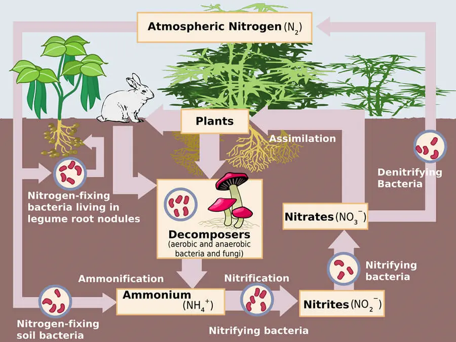 I movimenti dell'azoto tra atmosfera, suolo e biosfera