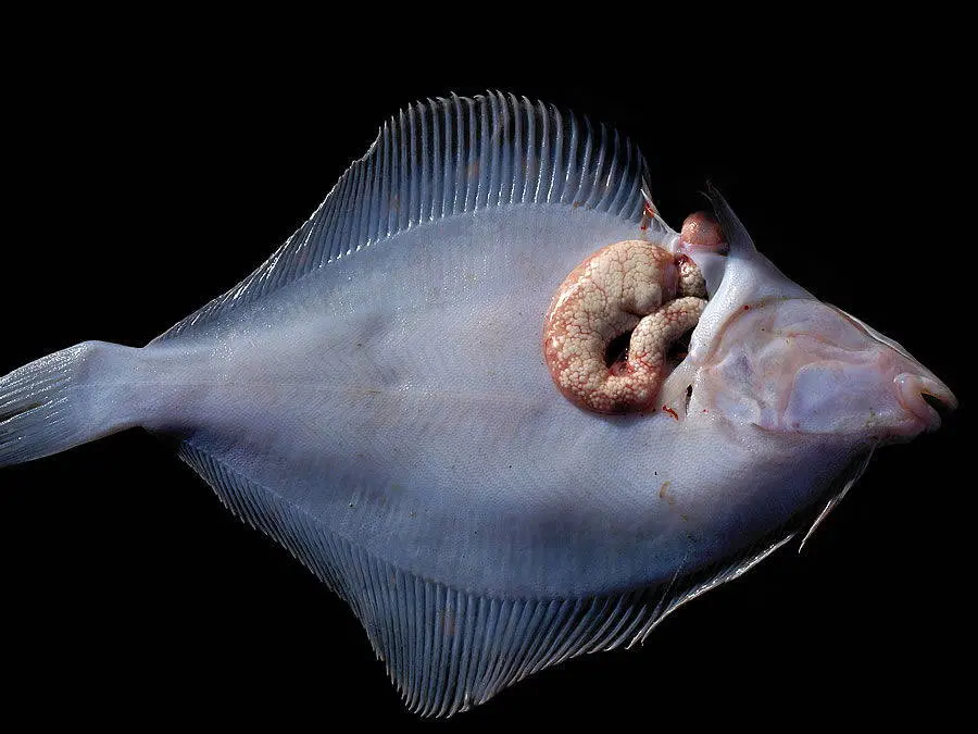 Xenoma visibile su un esemplare di limanda causato da un fungo intestinale